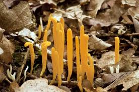 Attēlu rezultāti vaicājumam “Clavulinopsis helvola”