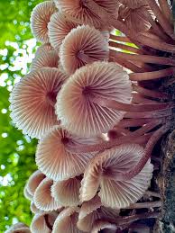 Attēlu rezultāti vaicājumam “Mycena haematopus”