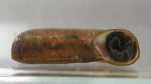 Attēlu rezultāti vaicājumam “Planorbis planorbis”