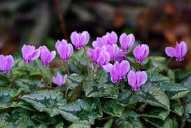Attēlu rezultāti vaicājumam “Cyclamen hederifolium”