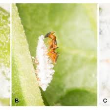 Attēlu rezultāti vaicājumam “Cribraria costata macro”