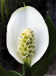 Attēlu rezultāti vaicājumam “Calla palustris leaf”