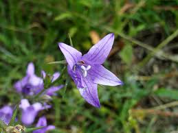 Image result for Campanula rapunculus