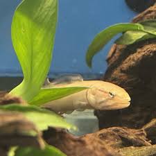 Image result for Amia calva