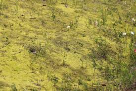 Attēlu rezultāti vaicājumam “Racomitrium canescens sporophyte”