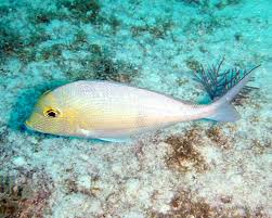 Image result for Calamus bajonado