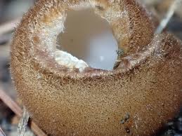 Attēlu rezultāti vaicājumam “Humaria hemisphaerica”