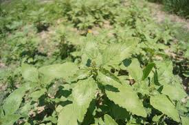 Attēlu rezultāti vaicājumam “Amaranthus retroflexus”