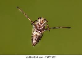 Attēlu rezultāti vaicājumam “Notonecta glauca”