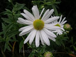 Image result for Leucanthemella serotina