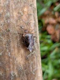 Attēlu rezultāti vaicājumam “Elasmucha grisea imago”