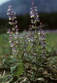 Image result for Salvia sclarea