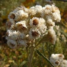 Attēlu rezultāti vaicājumam “Anaphalis margaritacea”