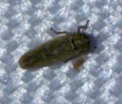 Attēlu rezultāti vaicājumam “Cribraria atrofusca macro”