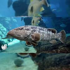 Image result for Hyporthodus quernus
