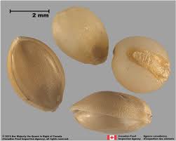 Attēlu rezultāti vaicājumam “Setaria viridis fruit”