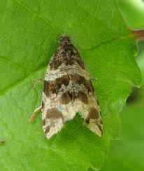 Attēlu rezultāti vaicājumam “Orthotaenia undulana”