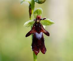 Attēlu rezultāti vaicājumam “Ophrys insectifera flower”