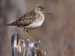 Attēlu rezultāti vaicājumam “Tringa glareola adult”