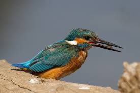 Attēlu rezultāti vaicājumam “Alcedo atthis”