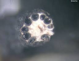 Attēlu rezultāti vaicājumam “Xylaria”