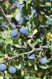 Attēlu rezultāti vaicājumam “Prunus domestica subsp. insitita fruit”