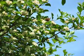 Attēlu rezultāti vaicājumam “Crataegus persimilis”