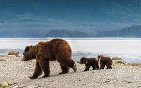 Image result for brown bear