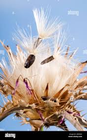 Attēlu rezultāti vaicājumam “Silybum marianum fruit”