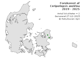 Attēlu rezultāti vaicājumam “Ceriporiopsis aneirina”
