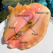 Image result for Aliger gigas