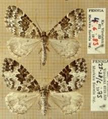 Attēlu rezultāti vaicājumam “Electrophaes corylata”