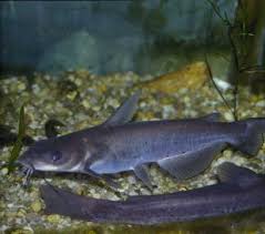 Image result for Ictalurus punctatus