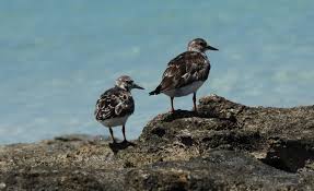 Attēlu rezultāti vaicājumam “Arenaria interpres adult”