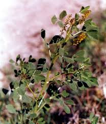 Attēlu rezultāti vaicājumam “Melilotus albus fruit”