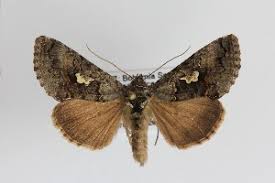 Attēlu rezultāti vaicājumam “Syngrapha interrogationis”