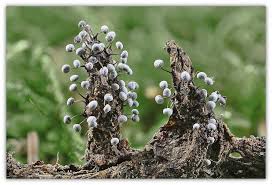 Attēlu rezultāti vaicājumam “Didymium bahiense macro”