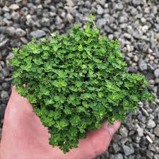 Attēlu rezultāti vaicājumam “Lotus corniculatus”