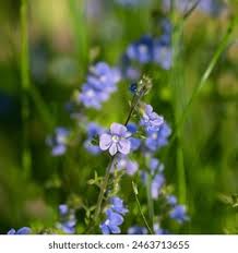 Attēlu rezultāti vaicājumam “Veronica serpyllifolia flower”