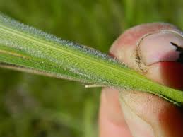 Attēlu rezultāti vaicājumam “Carex atherodes”