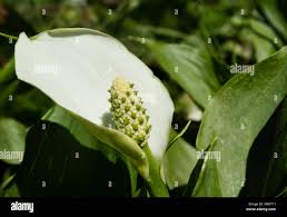 Attēlu rezultāti vaicājumam “Calla palustris flower”