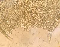 Attēlu rezultāti vaicājumam “Sciuro-hypnum reflexum”