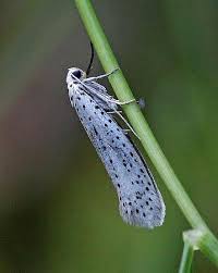 Attēlu rezultāti vaicājumam “Yponomeuta evonymella”