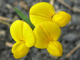 Attēlu rezultāti vaicājumam “Lotus corniculatus”