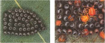 Attēlu rezultāti vaicājumam “Pinthaeus sanguinipes imago”