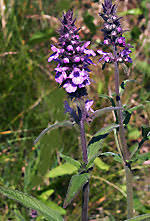Attēlu rezultāti vaicājumam “Stachys palustris bud”