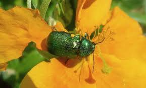 Attēlu rezultāti vaicājumam “Cryptocephalus aureolus, Cryptocephalus sericeus”