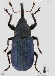 Attēlu rezultāti vaicājumam “Magdalis sp.”