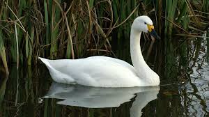 Attēlu rezultāti vaicājumam “Cygnus columbianus adult”