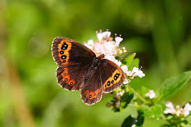 Attēlu rezultāti vaicājumam “Erebia aethiops underside”